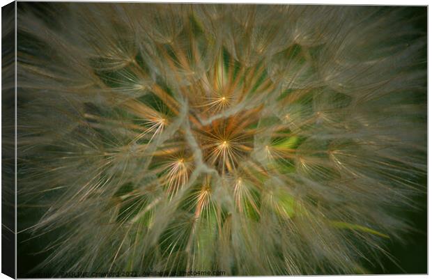 Dandelion Fluff Seed Pod Flower Plant Canvas Print by PAULINE Crawford