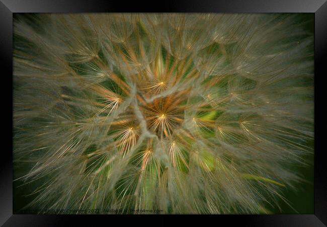 Dandelion Fluff Seed Pod Flower Plant Framed Print by PAULINE Crawford