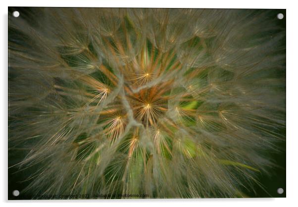 Dandelion Fluff Seed Pod Flower Plant Acrylic by PAULINE Crawford