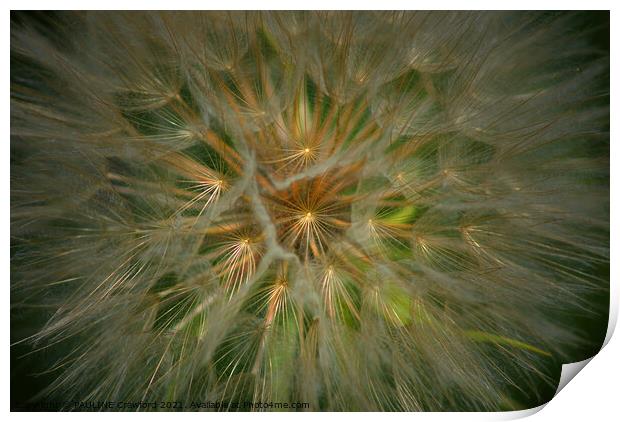 Dandelion Fluff Seed Pod Flower Plant Print by PAULINE Crawford