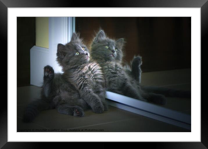Cute Nebelung Kitten in Mirror Double Trouble Framed Mounted Print by PAULINE Crawford
