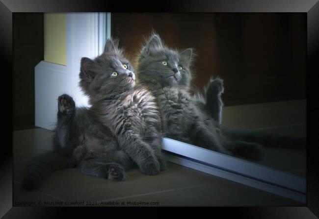 Cute Nebelung Kitten in Mirror Double Trouble Framed Print by PAULINE Crawford