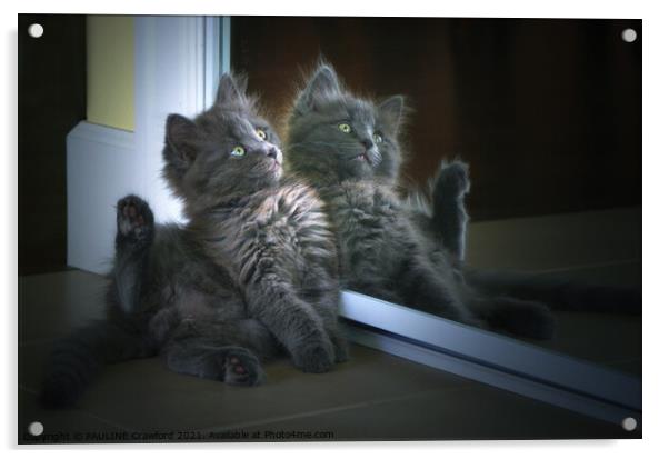 Cute Nebelung Kitten in Mirror Double Trouble Acrylic by PAULINE Crawford