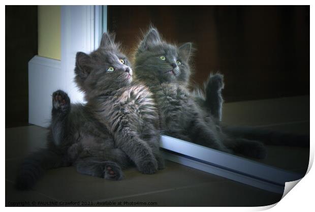 Cute Nebelung Kitten in Mirror Double Trouble Print by PAULINE Crawford