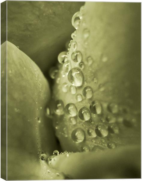 champagne bubbles Canvas Print by Heather Newton