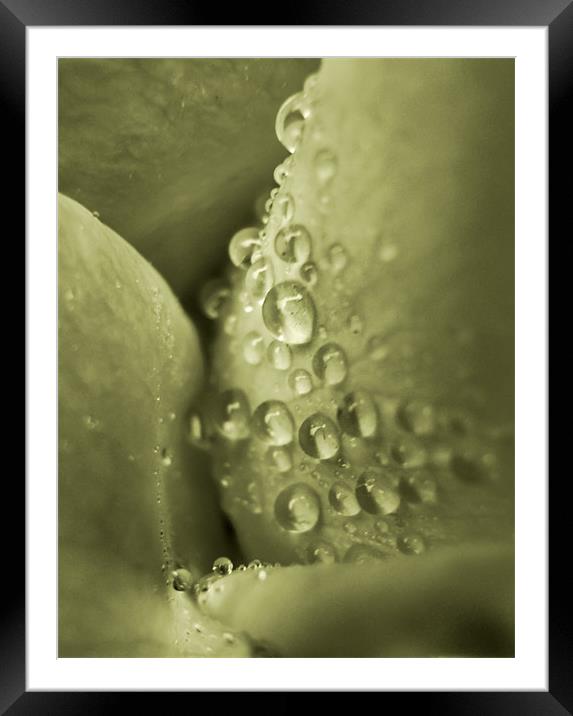 champagne bubbles Framed Mounted Print by Heather Newton