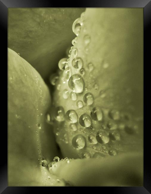 champagne bubbles Framed Print by Heather Newton