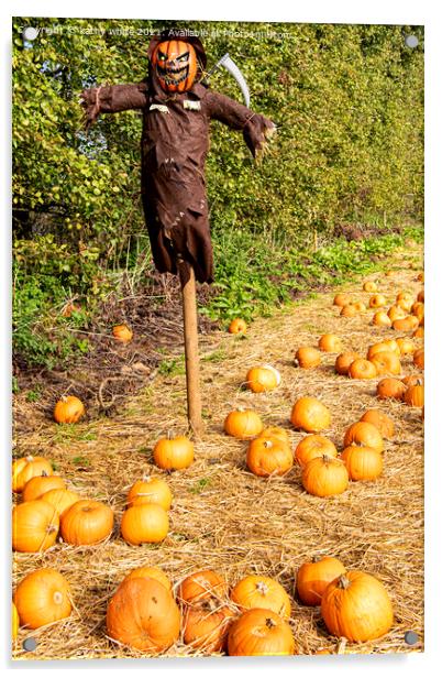 Pumpkin field, scarecrow  Acrylic by kathy white
