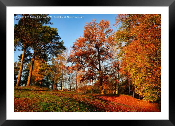 Glowing Trees on a Beautiful October Morning Framed Mounted Print by Taina Sohlman