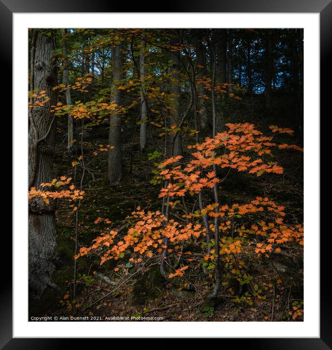 Autumn Light Framed Mounted Print by Alan Dunnett