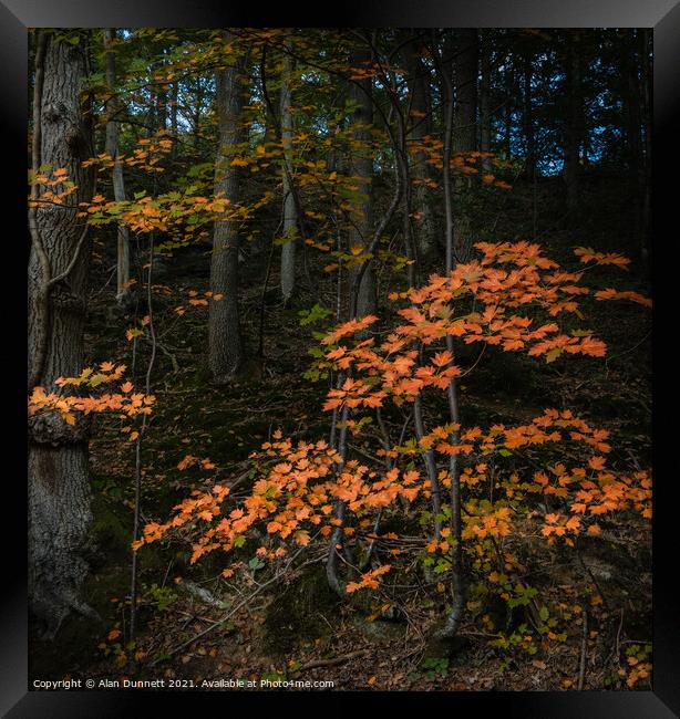 Autumn Light Framed Print by Alan Dunnett