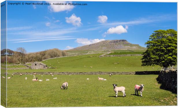 Sheep in Pennine Country Scene in Yorkshire Dales Canvas Print by Pearl Bucknall