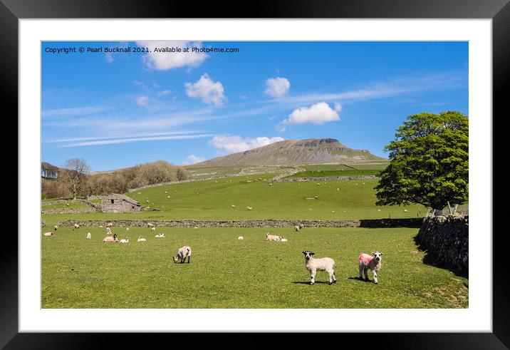 Sheep in Pennine Country Scene in Yorkshire Dales Framed Mounted Print by Pearl Bucknall