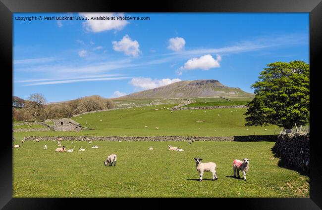 Sheep in Pennine Country Scene in Yorkshire Dales Framed Print by Pearl Bucknall