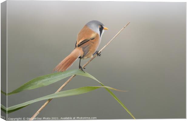 Bearded Reedling Male Canvas Print by GadgetGaz Photo
