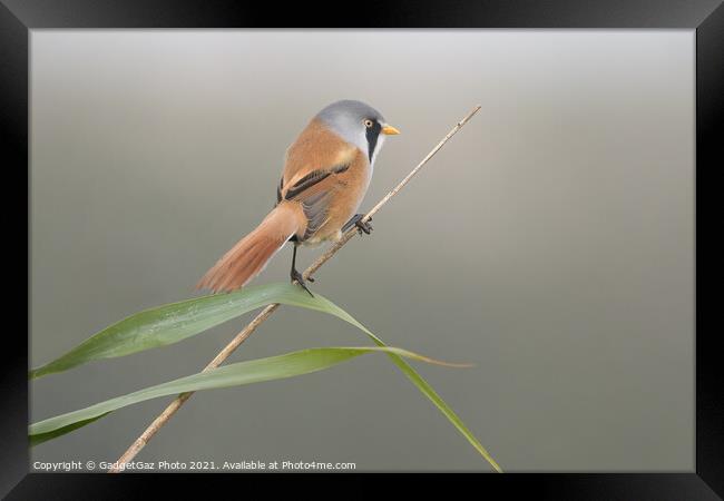 Bearded Reedling Male Framed Print by GadgetGaz Photo