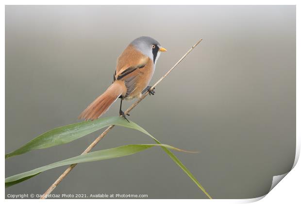 Bearded Reedling Male Print by GadgetGaz Photo