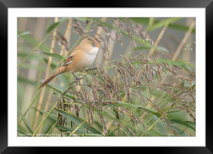 Bearded tit female Framed Mounted Print by GadgetGaz Photo