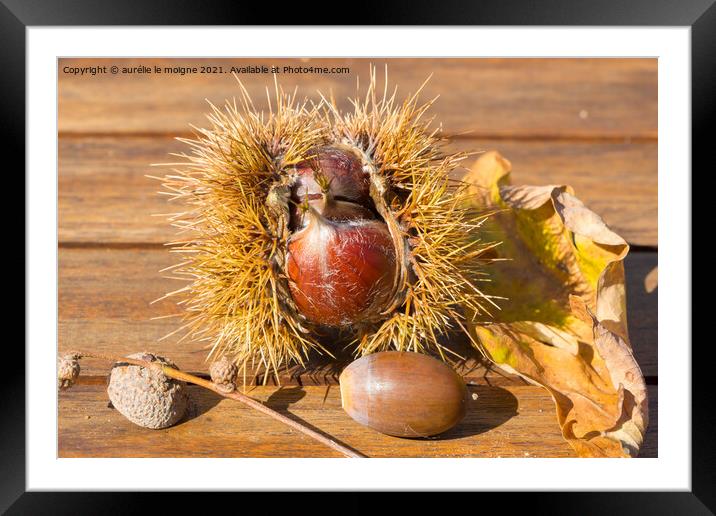 Chestnuts, husks, acorn and oak leaves on a wooden table Framed Mounted Print by aurélie le moigne