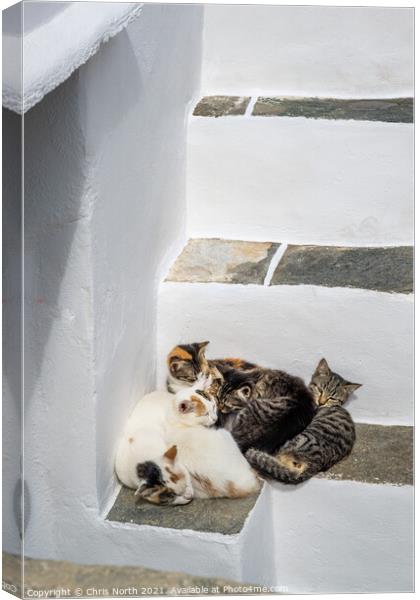 The family of cats resting in the shade in the historic village of Kastro, Sifnos Greek Islands Canvas Print by Chris North