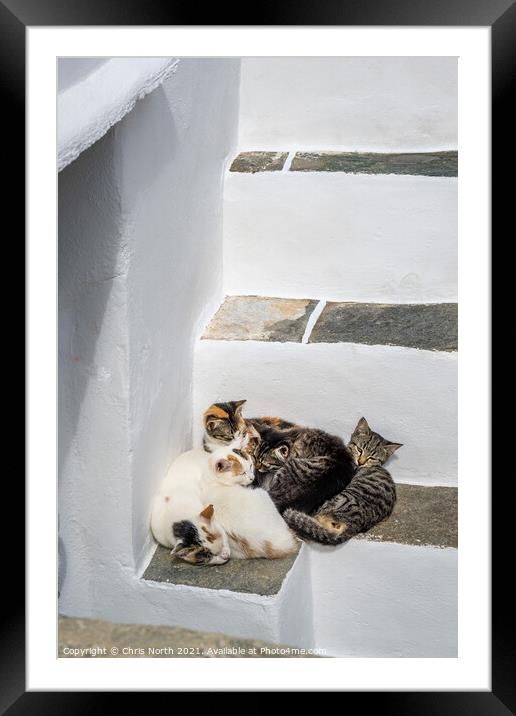 The family of cats resting in the shade in the historic village of Kastro, Sifnos Greek Islands Framed Mounted Print by Chris North