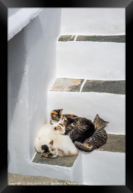 The family of cats resting in the shade in the historic village of Kastro, Sifnos Greek Islands Framed Print by Chris North