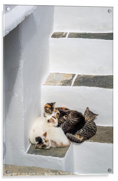 The family of cats resting in the shade in the historic village of Kastro, Sifnos Greek Islands Acrylic by Chris North