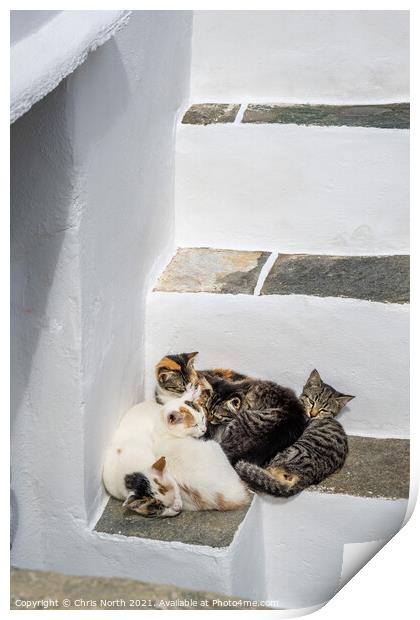 The family of cats resting in the shade in the historic village of Kastro, Sifnos Greek Islands Print by Chris North