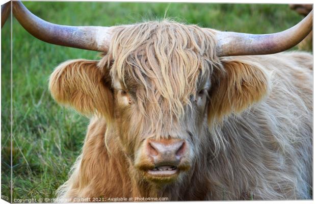 Highland Cow Canvas Print by Christopher Corbett