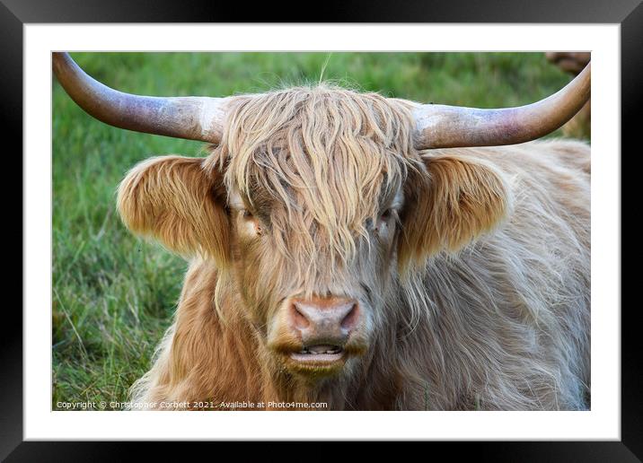 Highland Cow Framed Mounted Print by Christopher Corbett