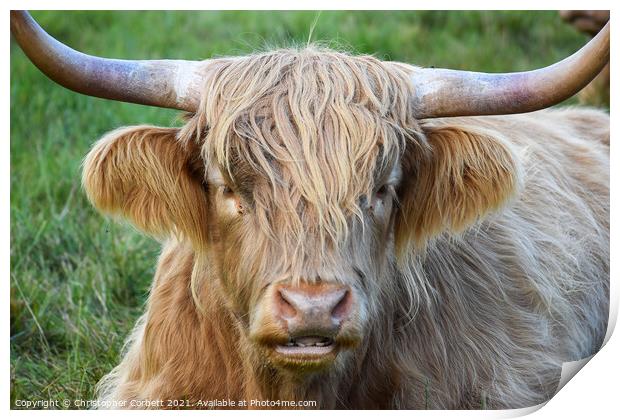 Highland Cow Print by Christopher Corbett