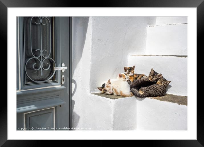 The family of cats resting in the shade in the historic village  Framed Mounted Print by Chris North