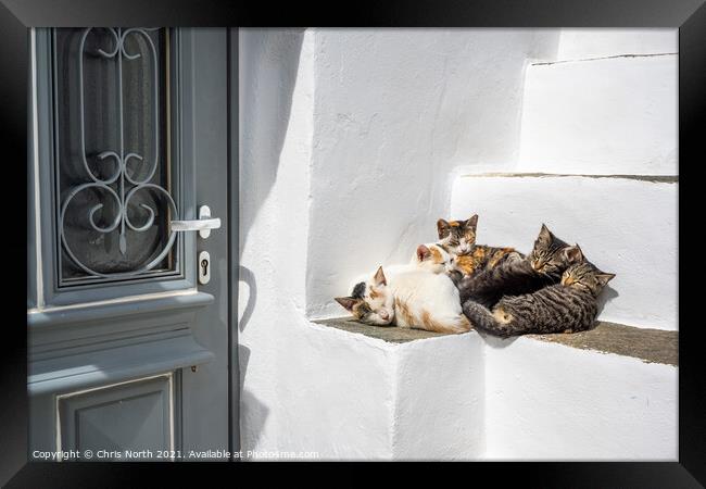 The family of cats resting in the shade in the historic village  Framed Print by Chris North