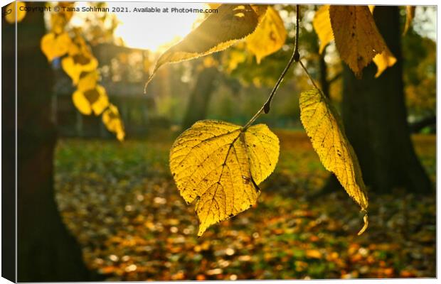Yellow Linden Tree Leaf in Autumn Sunlight Canvas Print by Taina Sohlman