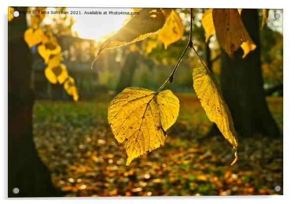 Yellow Linden Tree Leaf in Autumn Sunlight Acrylic by Taina Sohlman