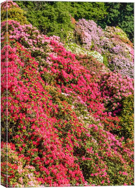 the valley of flowered rhodondendros  Canvas Print by daniele mattioda
