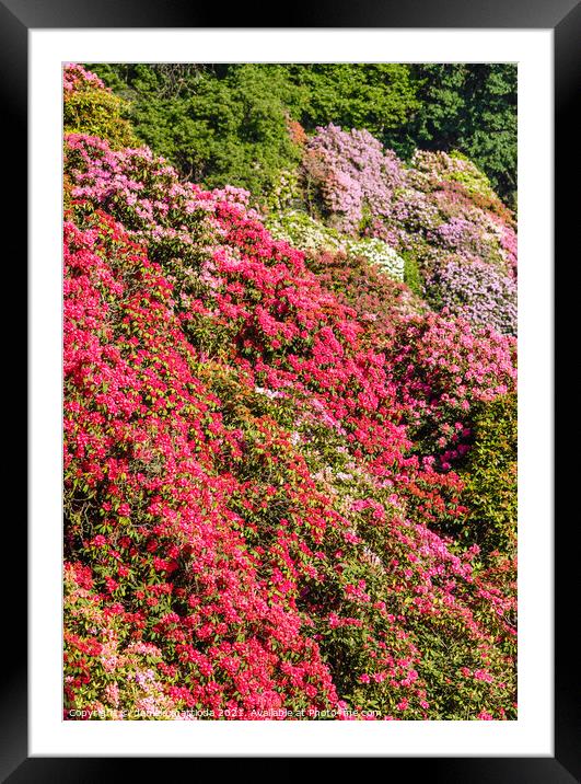 the valley of flowered rhodondendros  Framed Mounted Print by daniele mattioda