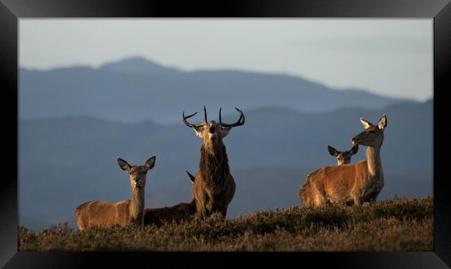Roaring Stag Framed Print by Macrae Images