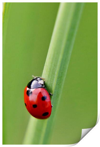 Seven Spot ladybird Print by Susan Snow
