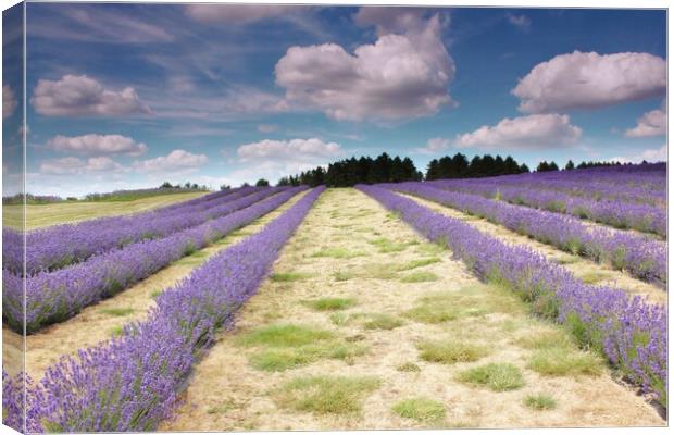 Lavender field in the Cotswolds Canvas Print by Susan Snow