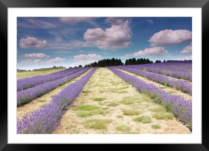 Lavender field in the Cotswolds Framed Mounted Print by Susan Snow