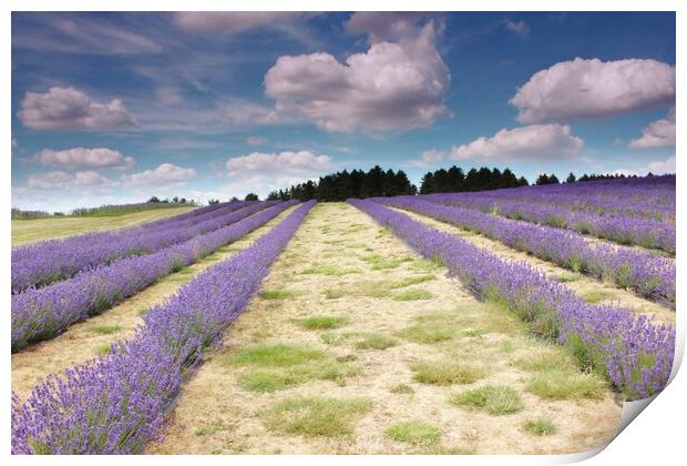 Lavender field in the Cotswolds Print by Susan Snow