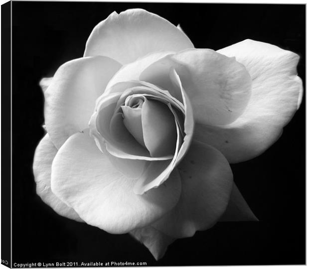 White Rose Canvas Print by Lynn Bolt