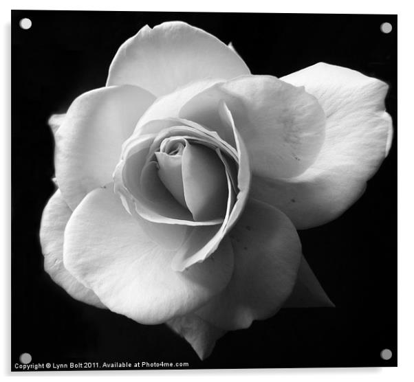 White Rose Acrylic by Lynn Bolt