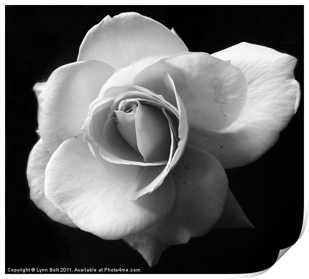 White Rose Print by Lynn Bolt