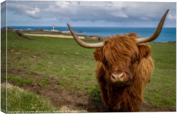 A Coo With a View Canvas Print by Charles Bruce