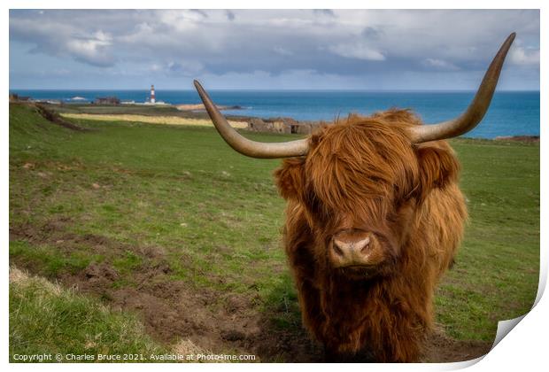 A Coo With a View Print by Charles Bruce