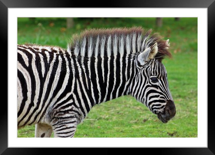 Zebra Framed Mounted Print by Susan Snow