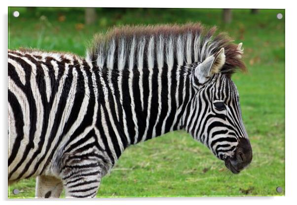 Zebra Acrylic by Susan Snow