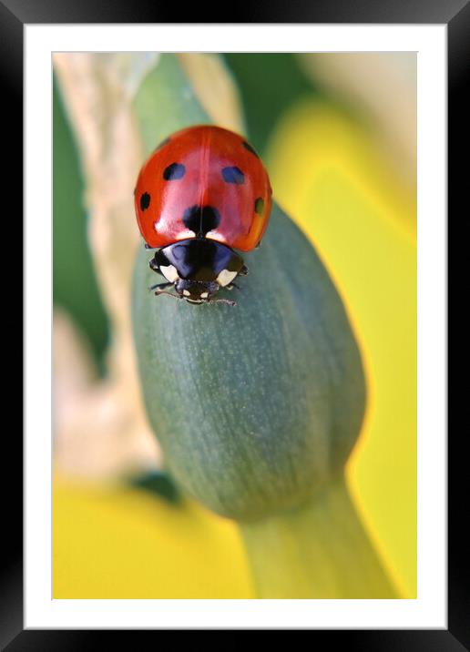Ladybird on a daffodil Framed Mounted Print by Susan Snow